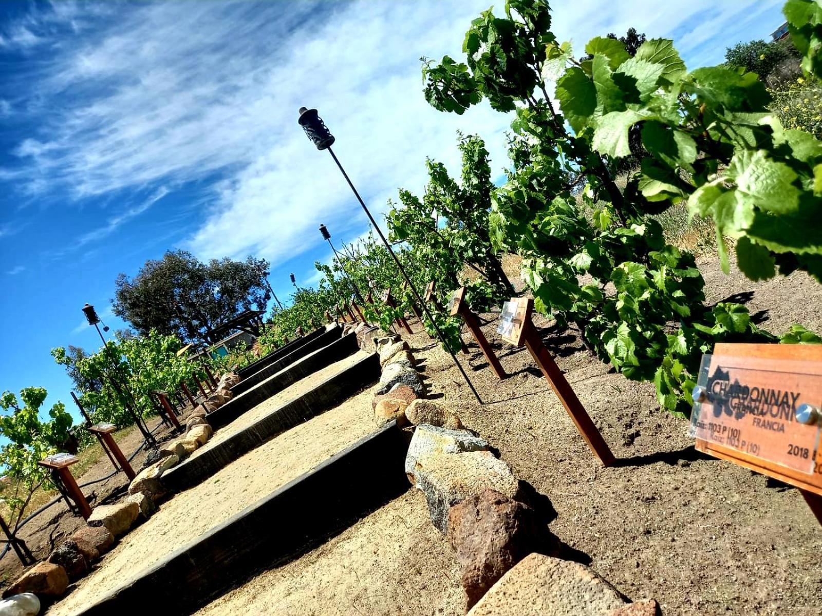 Finca Vidandrei CASA EUCALIPTO Valle de Guadalupe Exteriör bild